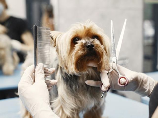 pampered-pubs-grooming (12)-kireth-ai